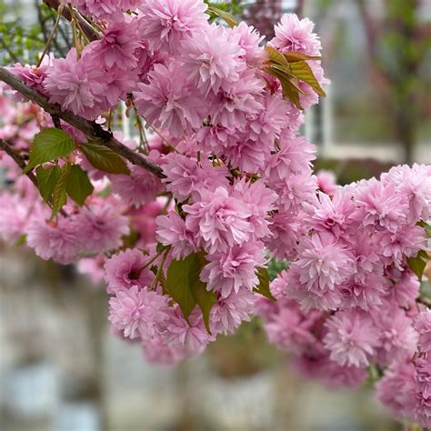 Weeping Extraordinaire Flowering Cherry (Prunus