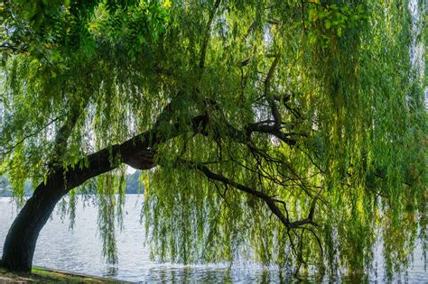 Weeping Willow Part Two