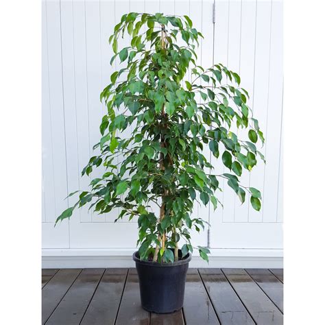Weeping fig tree plant. You’ll find out just how easy to grow and easy to care for this plant is. Botanical Name: Ficus Benjamina. Common Name: Weeping Fig, Ficus Tree, Benjamin Fig. Plant Type: Ever-green tree, houseplant. Height: 3 to 6 feet grown indoors. 60 feet to 100 feet tall outdoors. Sun Exposure: Filtered, bright sun. Soil Requirements: Fast-draining ... 
