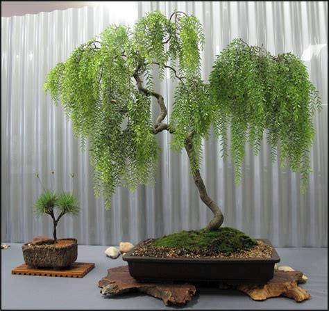 Weeping willow bonsai. Things To Know About Weeping willow bonsai. 
