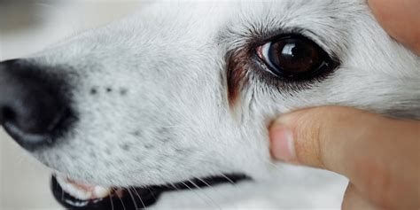 Weepy eyes in dogs - PDSA - People