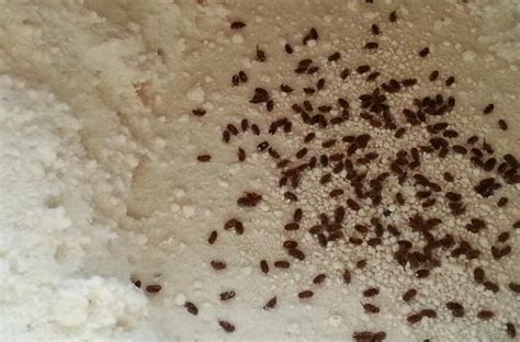 Weevils in pantry. Things To Know About Weevils in pantry. 