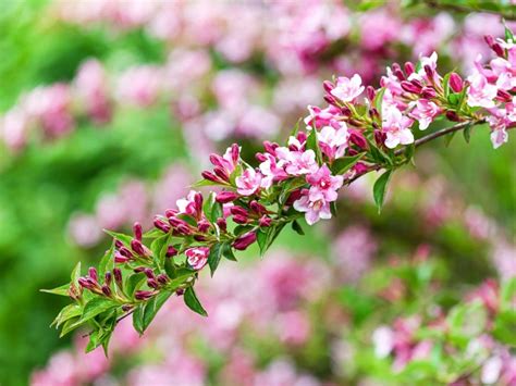 Weigela Propagation Methods DoItYourself.com