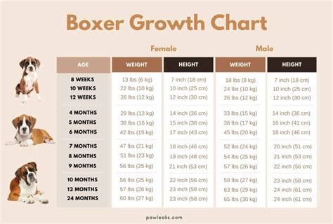 Weight Chart For Boxer Puppies
