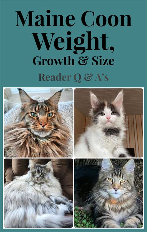 Weight maine coon cat. Things To Know About Weight maine coon cat. 