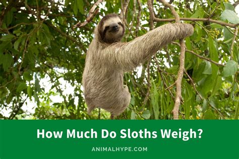Weight of sloth. The brown-throated sloth is of similar size and build to most other species of three-toed sloths, with both males and females being 42 to 80 cm (17 to 31 in) in total body length. The tail is relatively short, only 2.5 to 9 cm (1.0 to 3.5 in) long. Adults weigh from 2.25 to 6.3 kg (5.0 to 13.9 lb), with no significant size difference between ... 