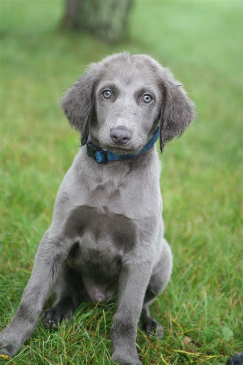 Description The Weimardoodle is not a purebred dog. It is a cross between the Weimaraner and the Poodle. The best way to determine the temperament of a mixed breed is to look up all breeds in the cross and know you can get any combination of any of the characteristics found in either breed.. 