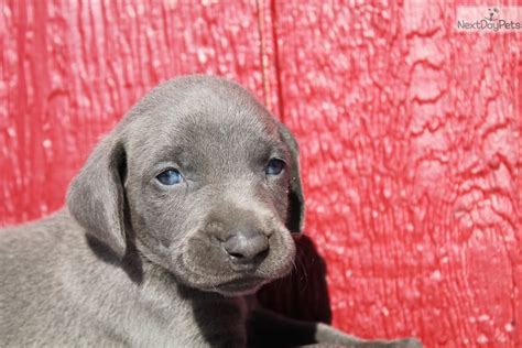 Weimaraner puppy for sale near me. Puppies.com will help you find your perfect Weimaraner puppy for sale. We've connected loving homes to reputable breeders since 2003 and we want to help you find the puppy your whole family will love. ... 95 Weimaraner Puppies For Sale. Featured Listings. Default Sorting. Buck. Weimaraner. Lewisburg, KY. Male, Born on 02/25/2024 - 9 weeks old ... 