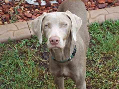 too young to be spayed/neutered) 19 months - 6 years. min $300. > 7 years. min $200. TSWR offers a 50% discount on senior Weimaraners (> 6 years old) every November, which means the adoption fee is $100. Seniors over the age of 65 adopting a dog 8 years or older will re ceive a full blood panel test prior to adoption..