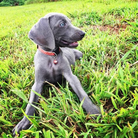 Find Weimaraner Puppies and Breeders in your area and helpful Weimaraner information. All Weimaraner found here are from AKC-Registered parents.. 
