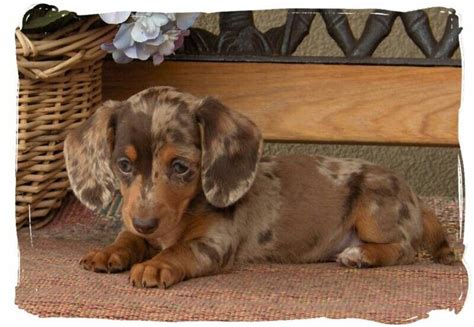 Dachshunds were first bred in the early 16