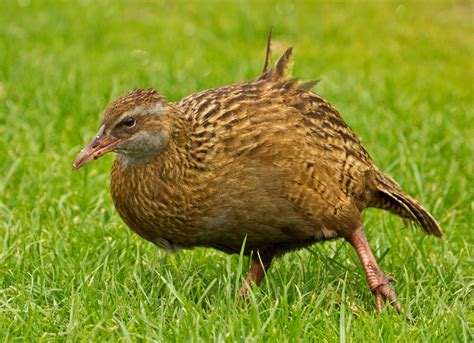 Weka New Zealand Birds Online