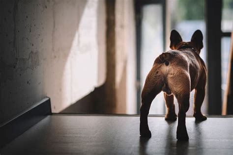 Welke crème kan ik op de pijnlijke kont van mijn hond smeren?