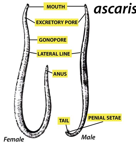 Well Label Diagram Of Male Ascaris