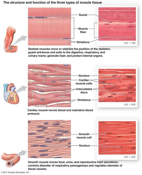 Well Labelled Diagram Of A Muscle Tissue