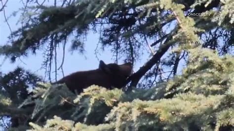 Well-traveled bear on the run near San Bernardino