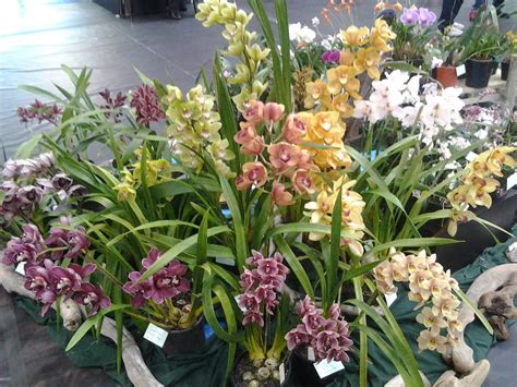 Wellington Orchid Society