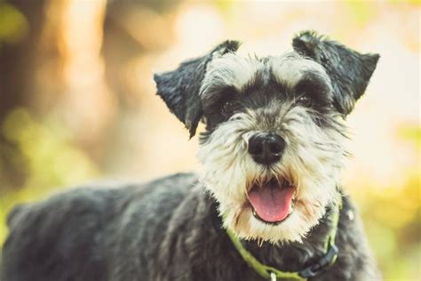 Wellness Mini Schnauzer Food Expiration Date