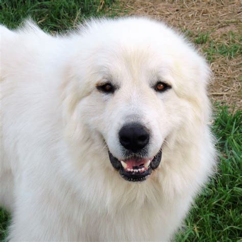 Wells providence pyrenees. Wells' Providence Pyrenees, Silex, Missouri. 26,101 likes · 631 talking about this · 1,155 were here. Small family farm specializing in SUPERIOR quality AKC Great Pyrenees livestock & family guardians! 