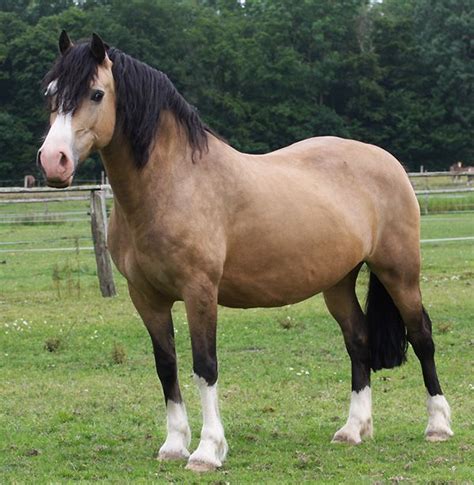 Welsh C (of Cob Type) Stallion 2 years Buckskin in Oldsum