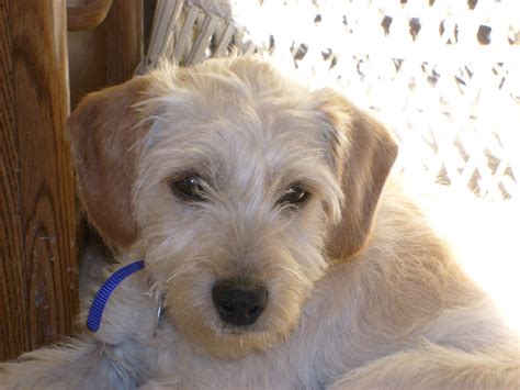 Welsh Terrier Poodle Mix Puppies For Sale