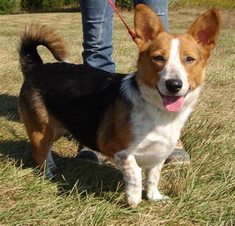 Welsh corgi and beagle mix. 16 Corgi Mixes Full of Fabulous Personality and Energy. Corgis are loving, cute dogs and regarded as achondroplastic, meaning this breed of dog is a true-small breed. Corgis have two types. One is the so-called Cardigan Welsh Corgis, and the other is the Pembroke Welsh Corgis. The latter, among others, is the common one and is … 