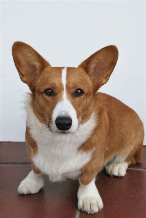 To contact Morgan Corgis, request info about one of their puppies or submit an application. Then, you'll be able to start chatting with Morgan Corgis. Price$1,500 - $2,000. Go Home Date9 Weeks After Birth.