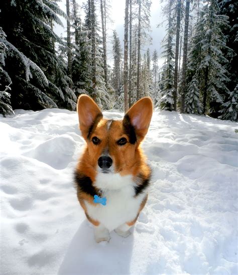 Welsh corgi oregon. Get to know Corgis of Narnia in Oregon. See puppy photos, reviews, health information. Easy to apply. Find the best Pembroke Welsh Corgi for you. 