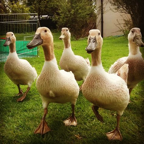Ducks, Bill, greenish slate Legs, orange/brown Wing Bars, bronze green. Size: Drakes, 2.26 - 2.49 kg. Ducks, 2.04 - 2.26 kg. Needs: Dry bedding, protection from the weather and predators (very stupid as a breed); good food and water. Do not require water for swimming to stay healthy, but they do enjoy it.. 