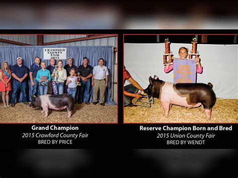 Basic nutrition information, show pig, sow, and boar feeding advice. 