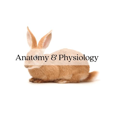 Were rabbit physiology.  Variation of Leporid Physiology.  Rabbit behavior and sensory syste...