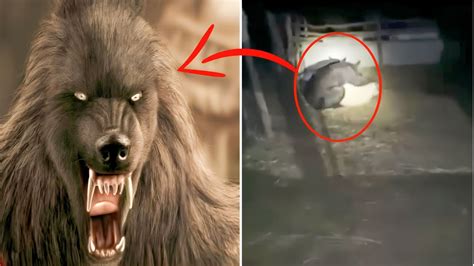 Werewolves caught on camera. History says that a large and wolf-like beast is the stuff of legend, but recently uncovered film footage and new witnesses say something frightening is out ... 