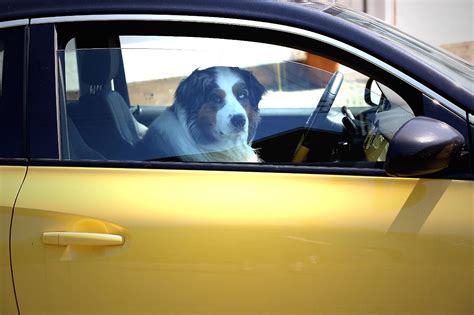 Weshalb Hunde nicht alleine im Auto gelassen werden dürfen ☀️