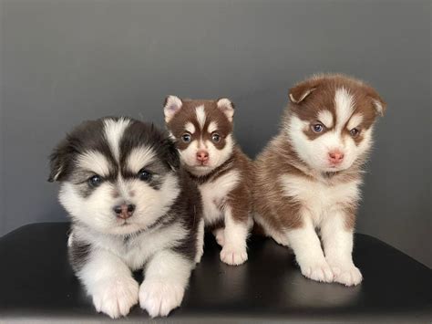 West Bay Pomsky - Adorable Pomsky Puppies for Sale in Michigan