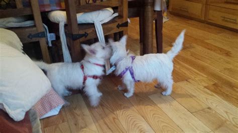 West Highland Terrier puppies for sale in Spokane, Washington