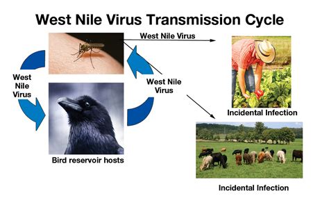 West Nile Virus - ksvhc.org