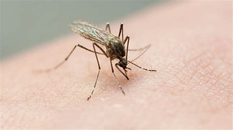 West Nile Virus detected in Pittsfield