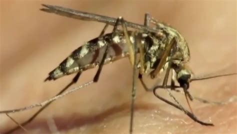 West Nile Virus detected in mosquitos in Worcester