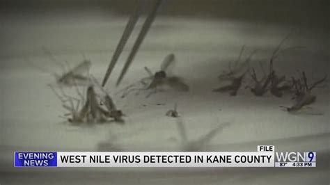 West Nile found in Kane County mosquitos
