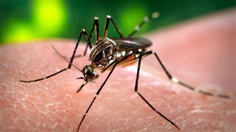 West Nile virus detected in Toronto mosquito pool for first time this year