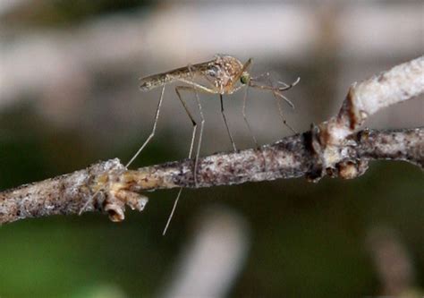 West Nile virus found in mosquitos and birds in Contra Costa, Napa counties