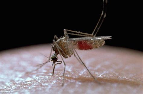 West Nile-positive mosquitoes found in Palo Alto, Stanford