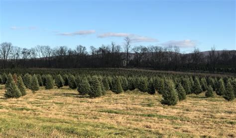 West Virginia Christmas Tree Wins Spot In White House Blue …