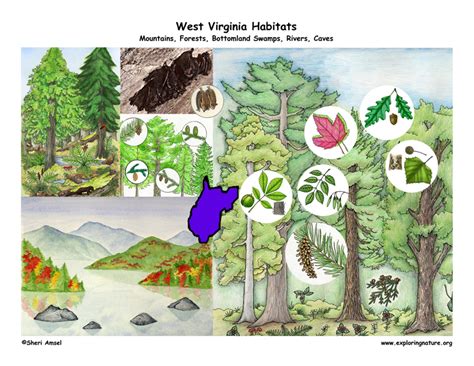 West Virginia Habitats, Mammals, Birds, …