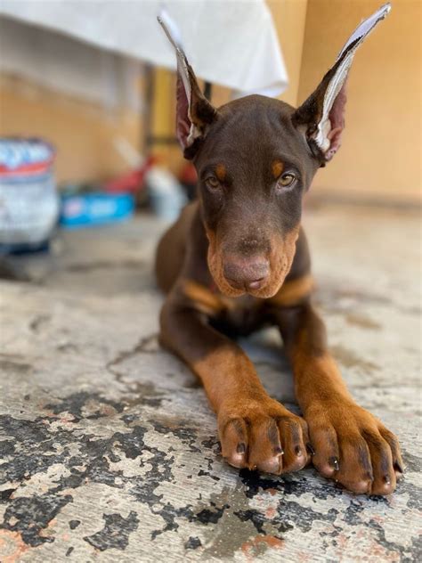  “ West Coast Doberman Ranch evolved from the love of owning ou