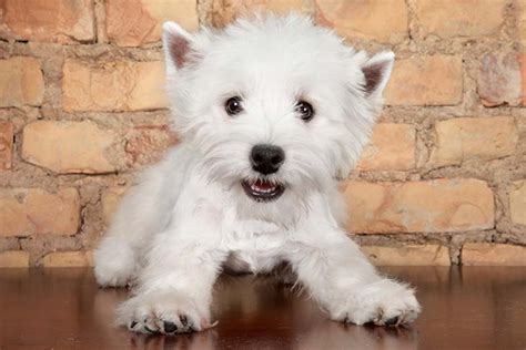 Find West Highland White Terrier puppies for sale Near San Jose, CA Energetic and personable, West Highland Terriers — better known as Westies to adoring fans — are incredibly friendly and relatively easy to train thanks to their high intelligence and hunting dog pedigree. Learn more. Transportation .... 