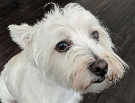 Since the 1960's, the West Highland White Terrier