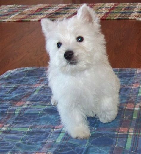 West highland white terrier for sale near me. Things To Know About West highland white terrier for sale near me. 