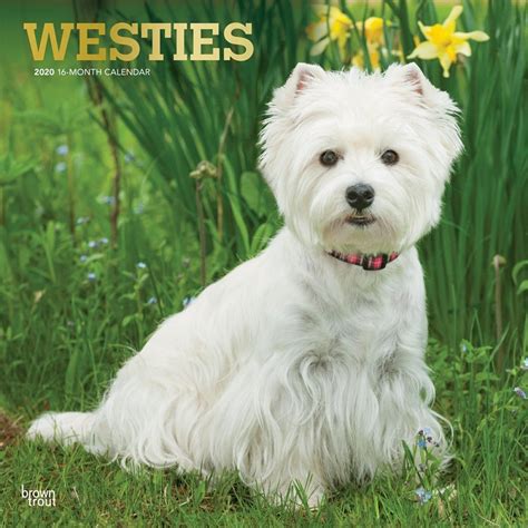 West highland white terriers 2008 boxed calendar. - Tentatives d'expansion coloniale sous le regne de léopold 1..