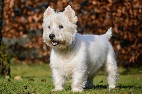 West highland white terriers complete pet owners manual. - Calculus study guide maple 14 download.